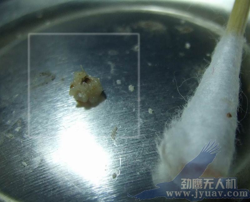劲(jìn)鹰航(háng)测非洲行寄生虫(chóng)